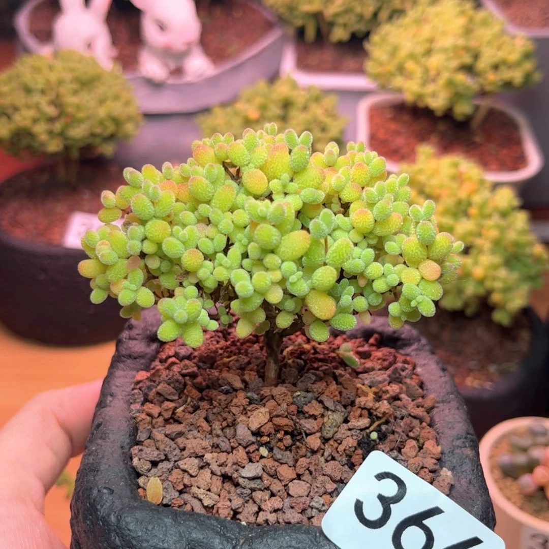 366金桔可爱多肉植物