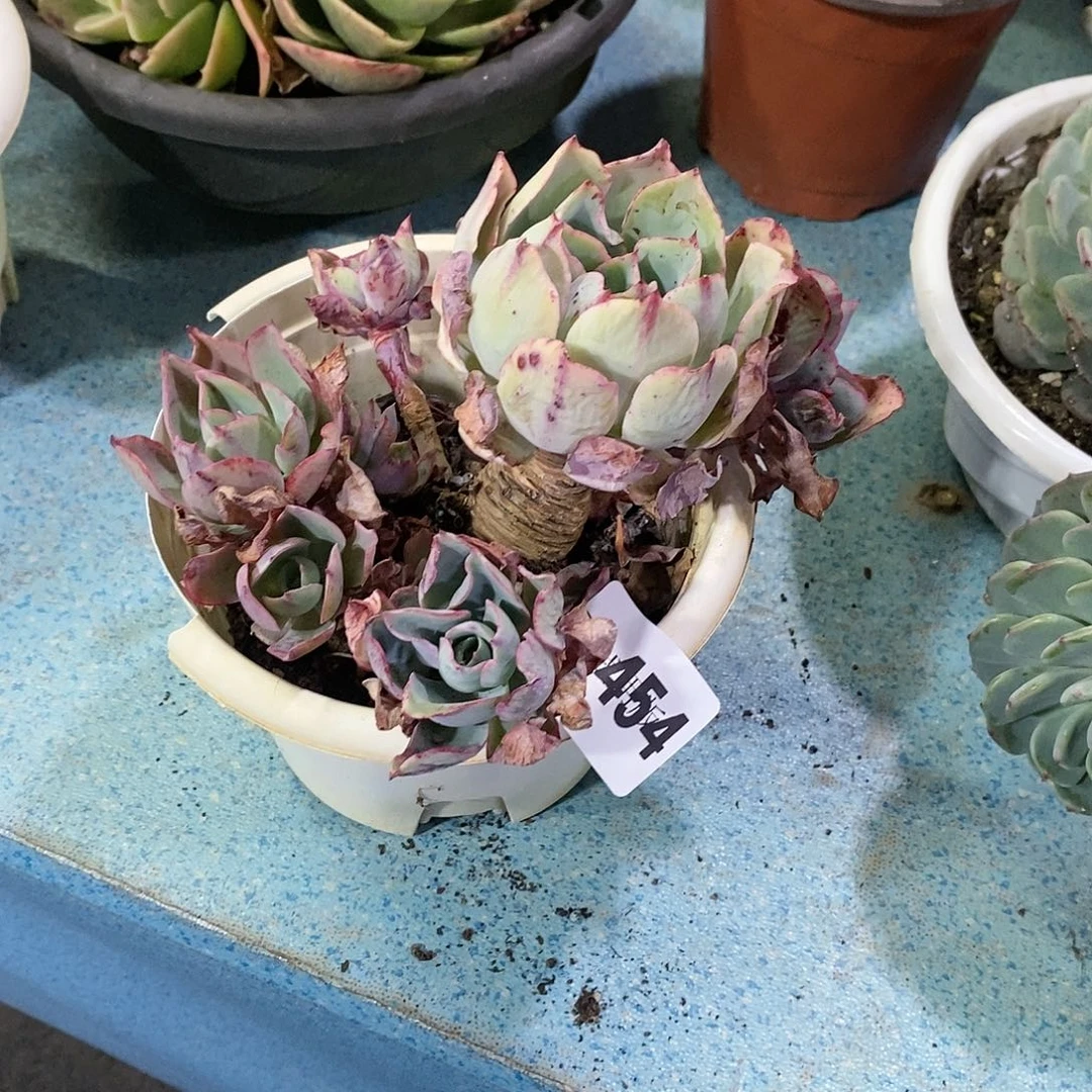 清*…454白玫瑰多肉植物