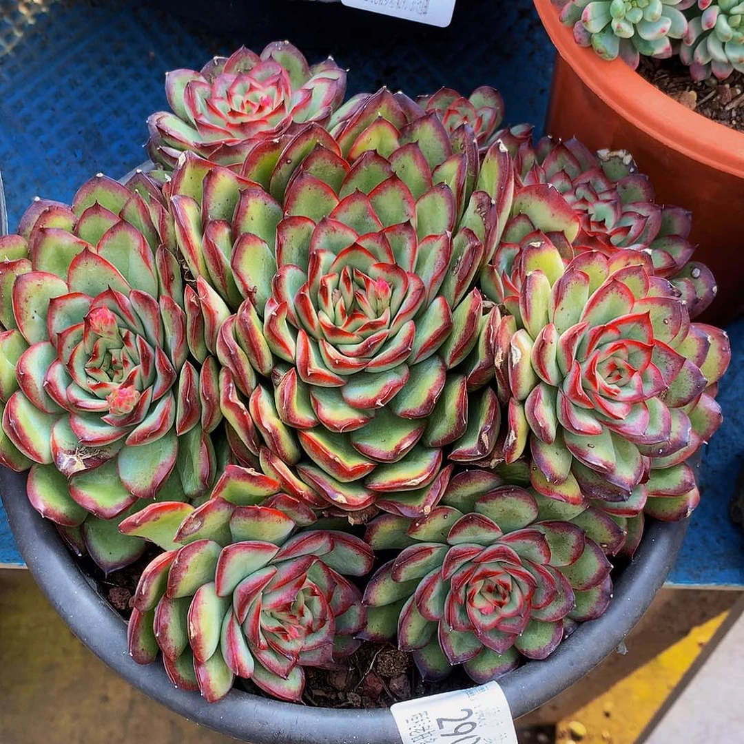 佛***生肉酱玫瑰29041多肉服务肉率