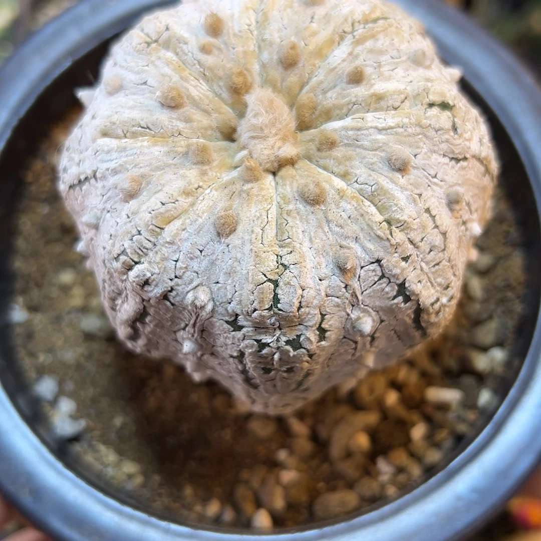 晚30号自根海星超兜7.7公分