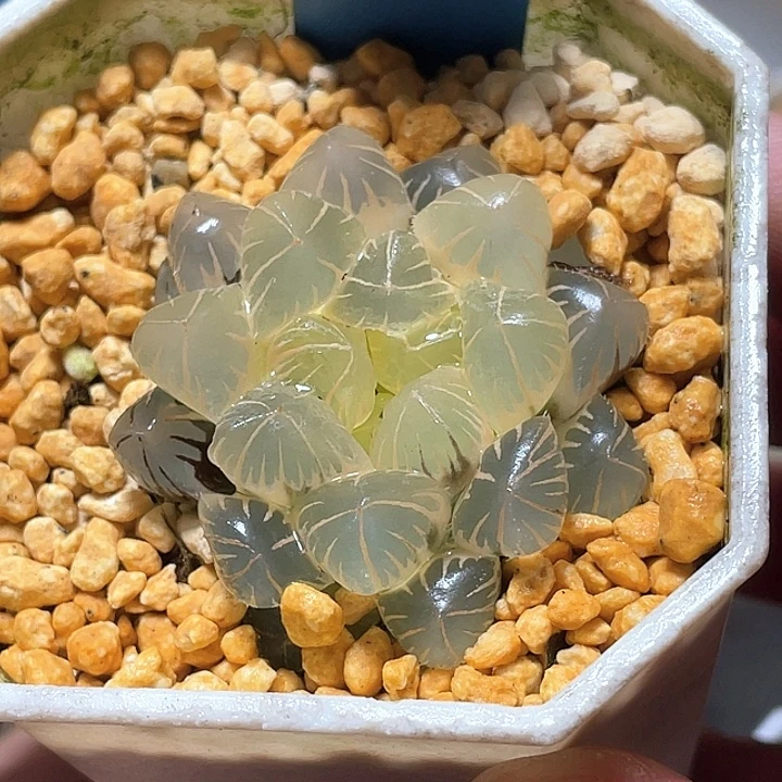 574糊斑地泉锦特选福利