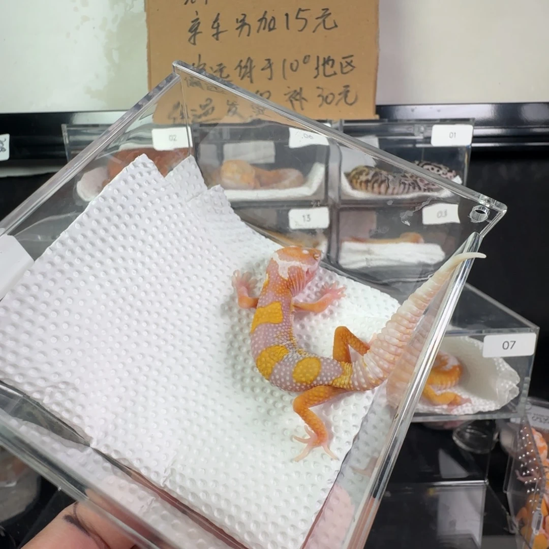 豹纹守宫暴龙弟弟