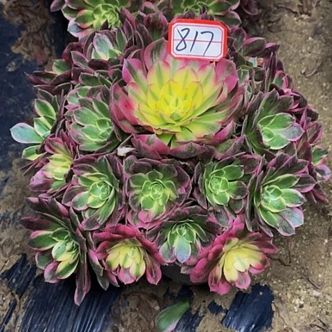 甜***匙海仙老桩捧花817号