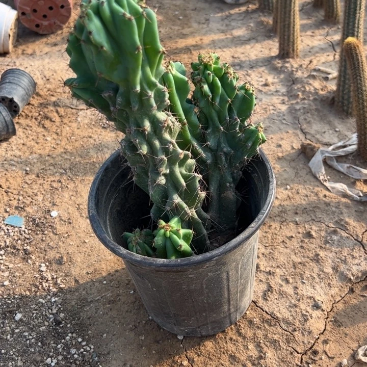 涵***米邦塔叶片5.8888888888