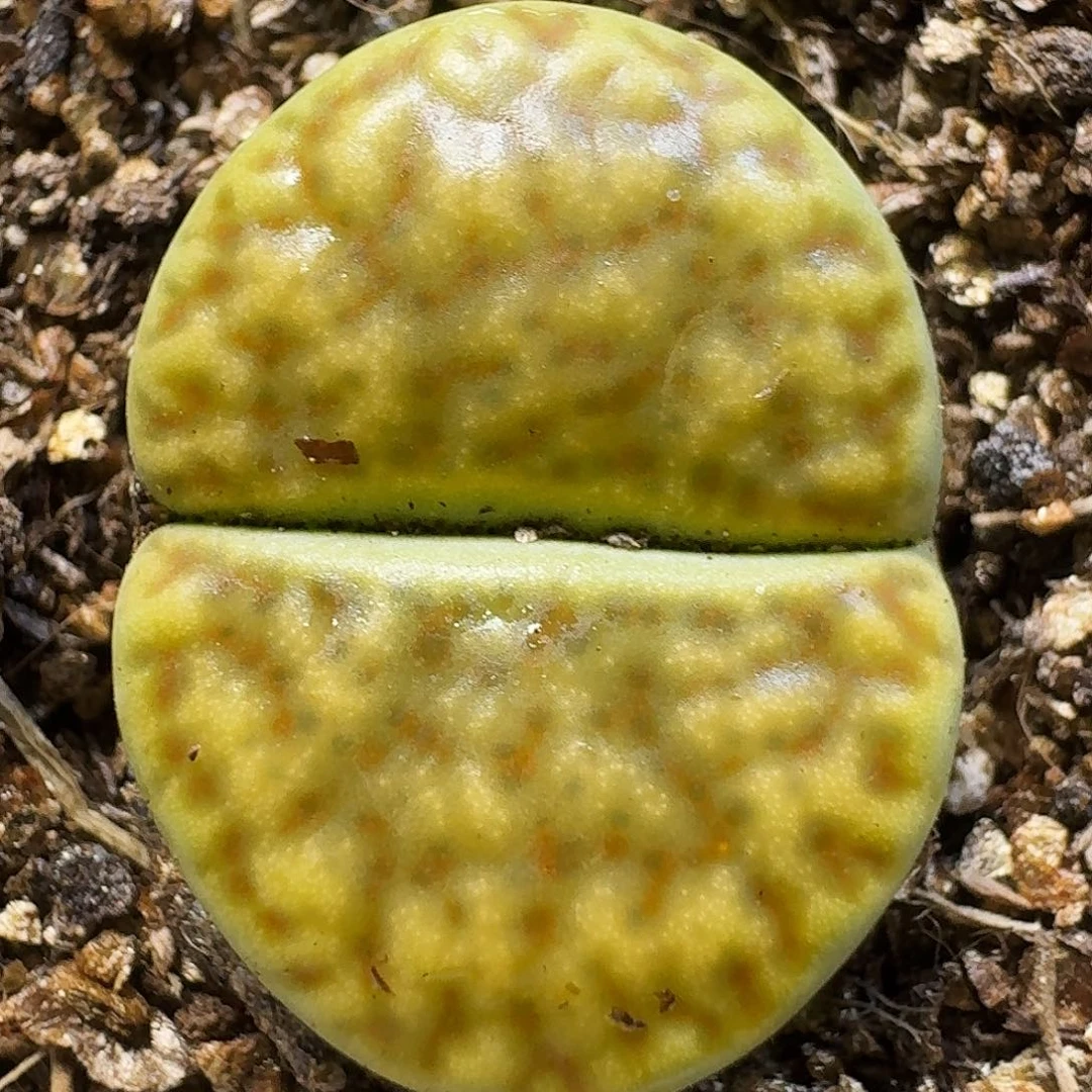 生石花11111。 299