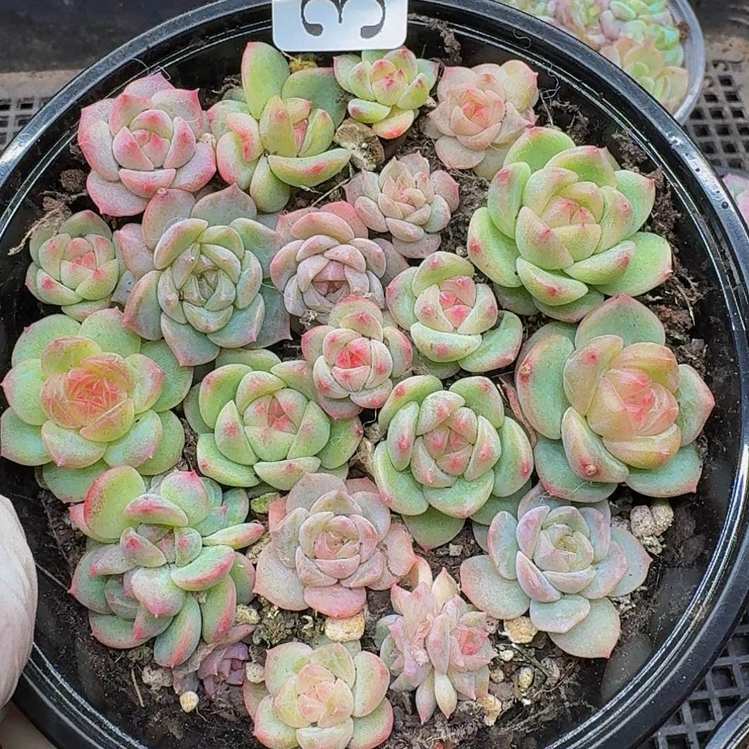 多肉植物多肉植物356