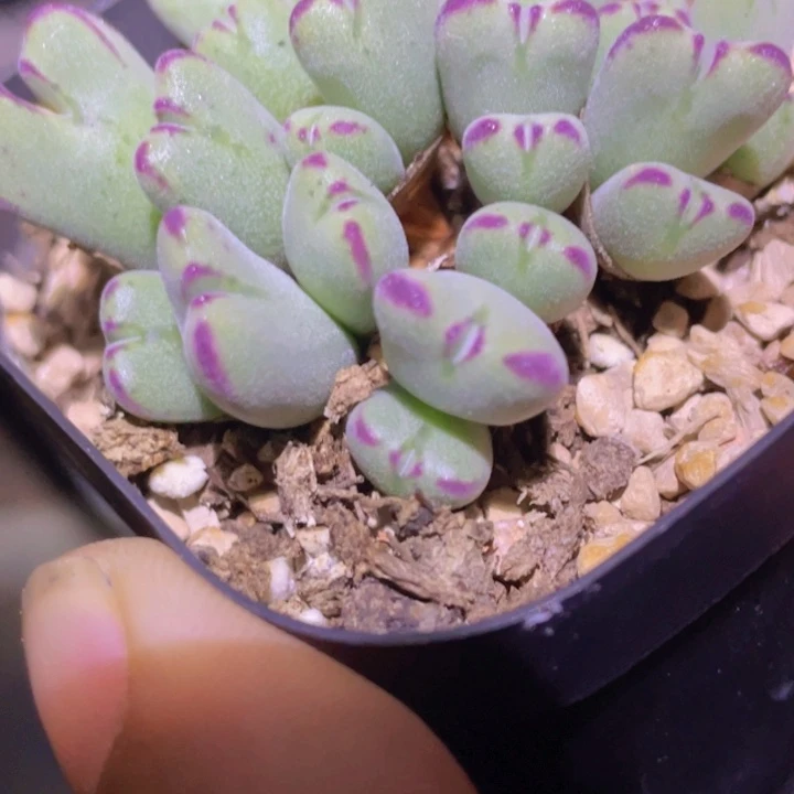 485595855575455575785888