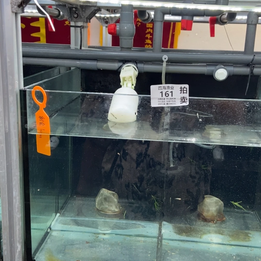 斗鱼包活不包损所见即所得161