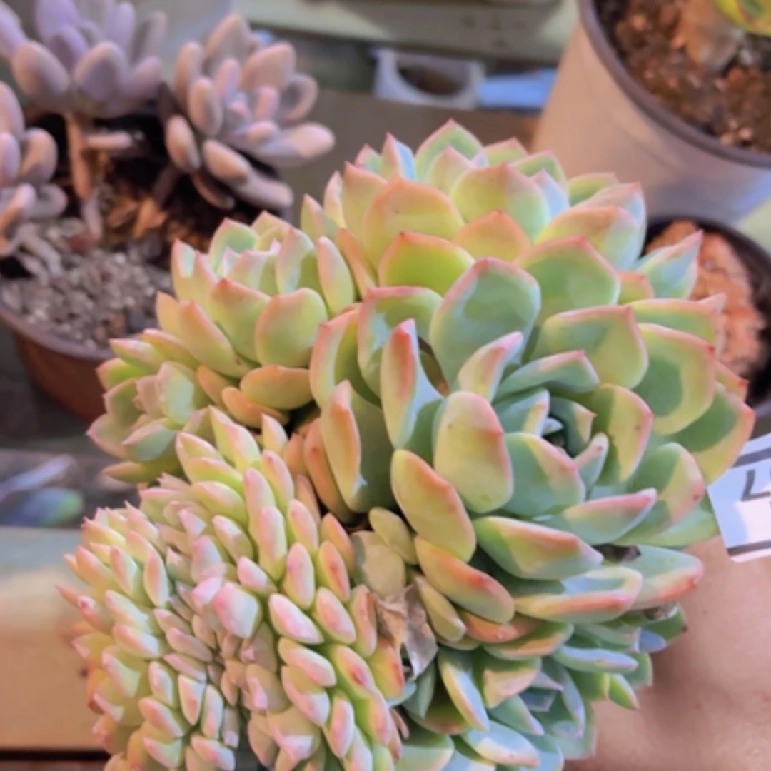 【闪购商品】莎莎缀03307