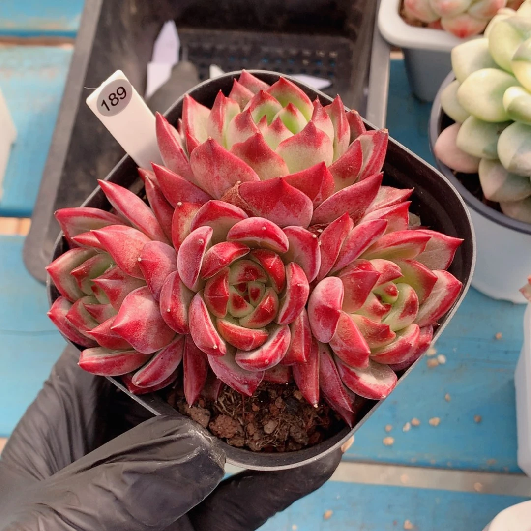 哈哈58包邮  群生不包整189