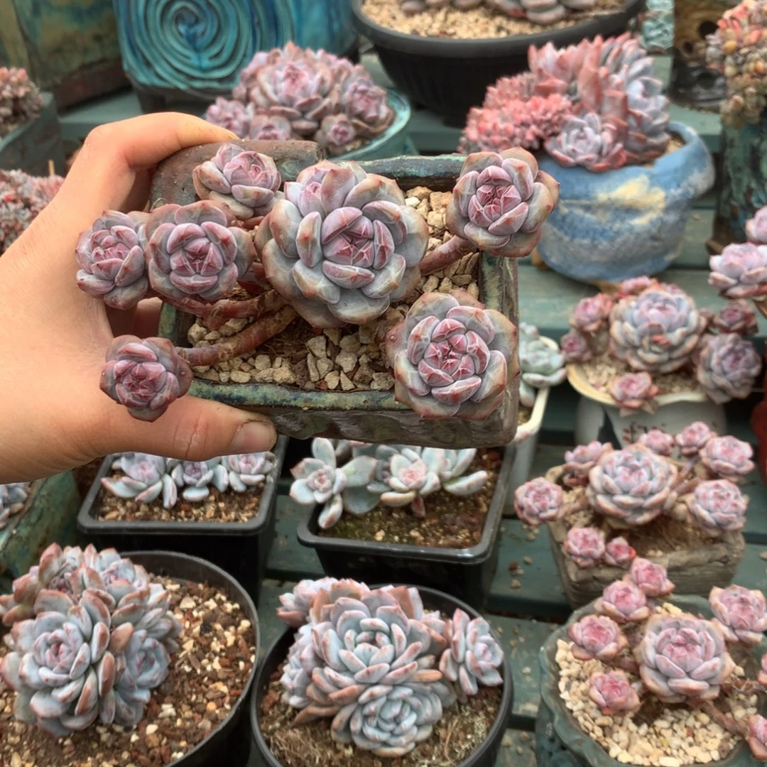 无花朵无砍长腿哈哈哈哈哈哈哈哈