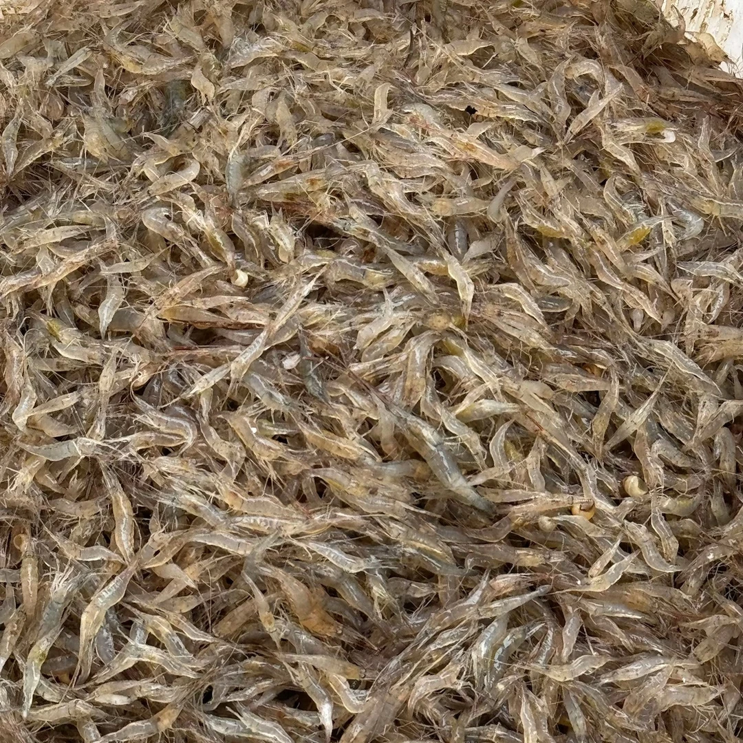 南漪湖捕捞冷冻小河虾新鲜速冻河虾1-3cm3斤