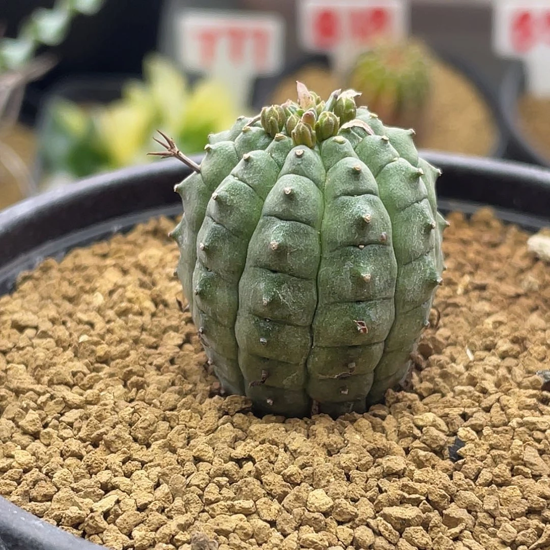 实生日系玉米尤群星冠大戟