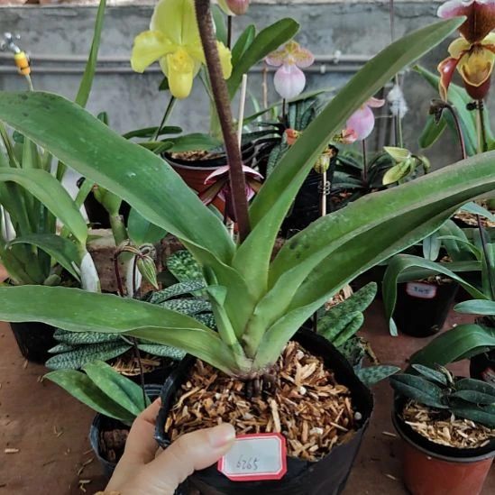 完全开放带花苞发货