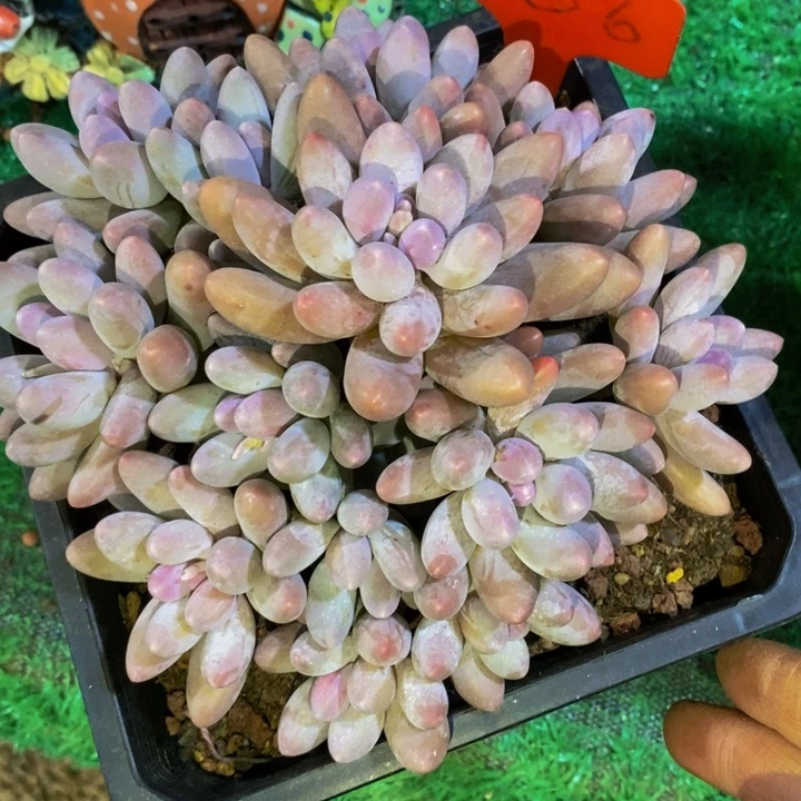 你们吃的好吧哈你