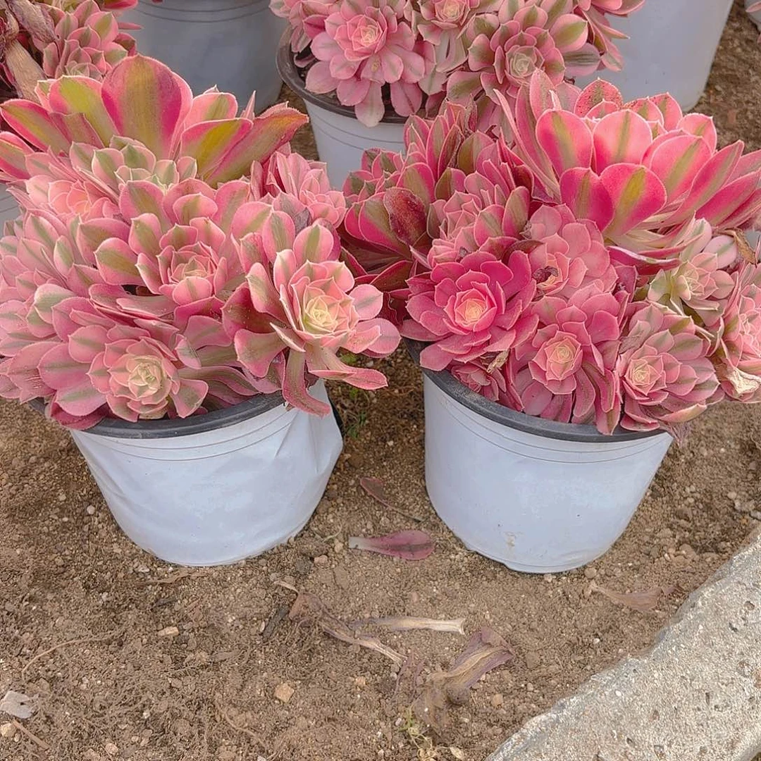女巫多肉植物两颗不周正