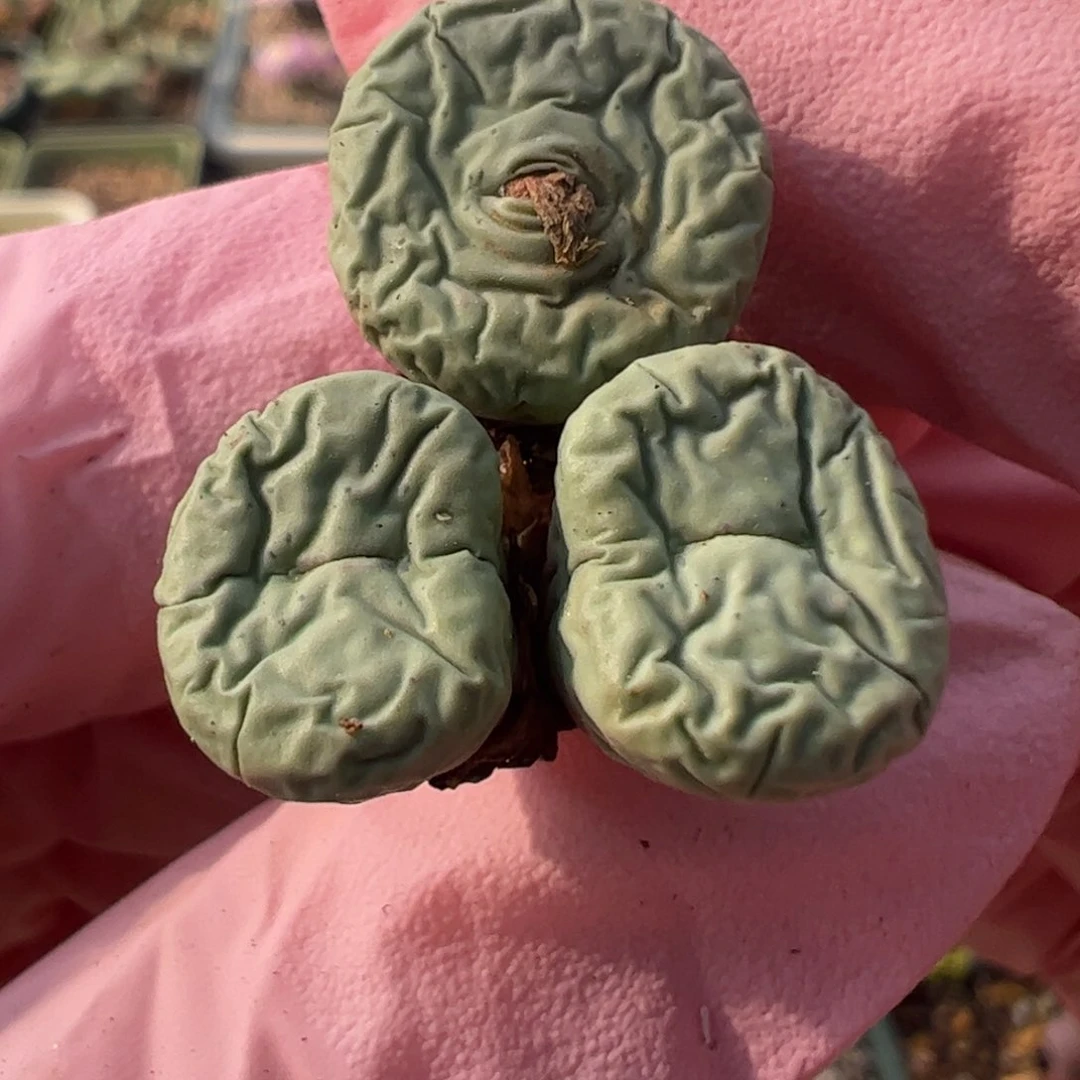 391 好看的多肉冲冲冲