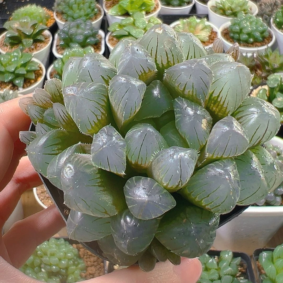 莎***莎蓝镜5387玉露多肉植物一颗