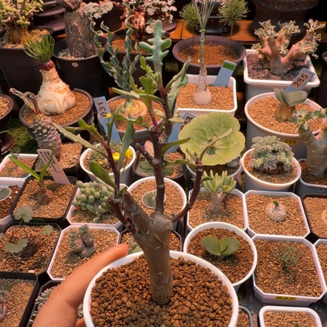 瓶干厚墩菊629 仙人掌