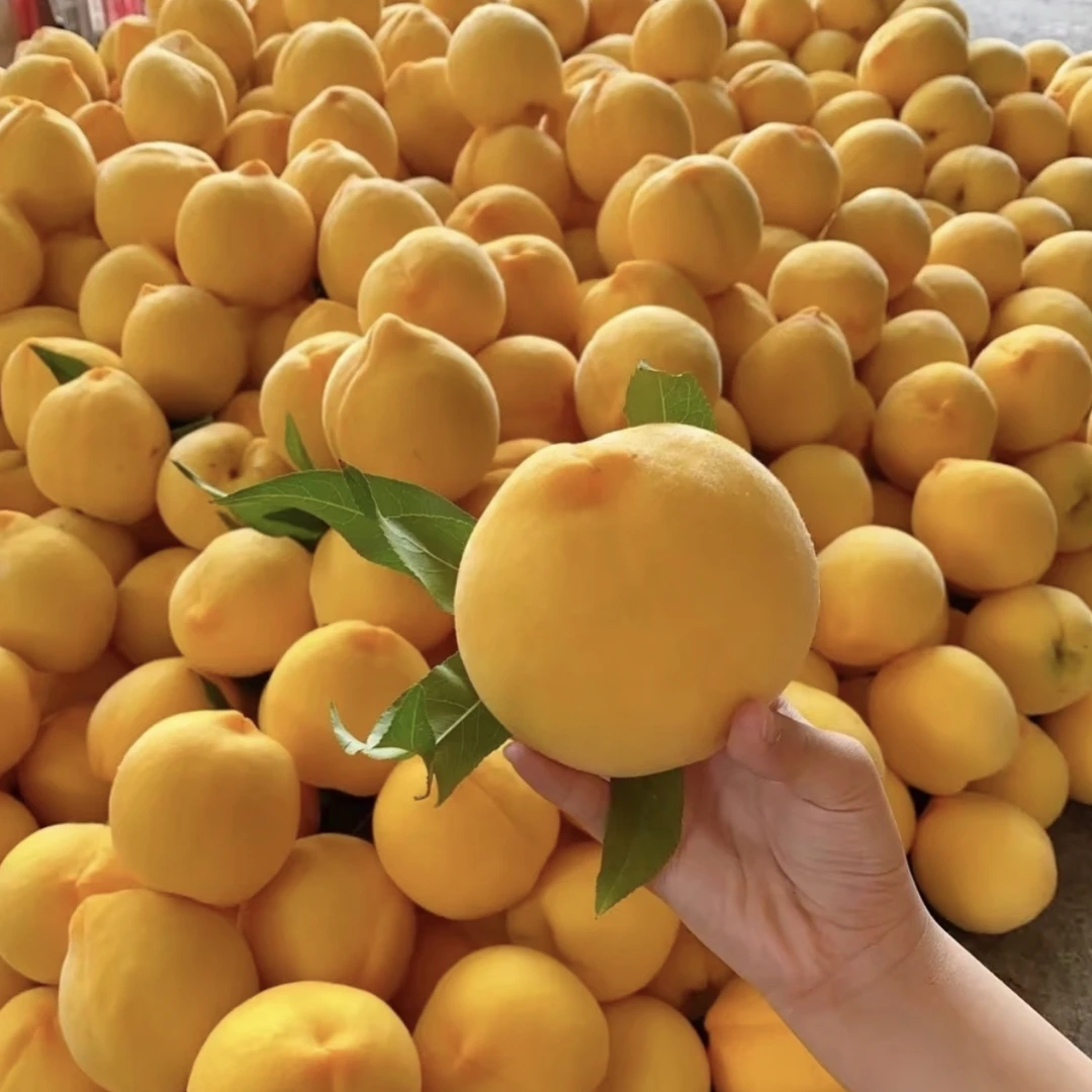 河南头茬锦绣黄桃新鲜时令水果脆甜多汁产地直发5斤装
