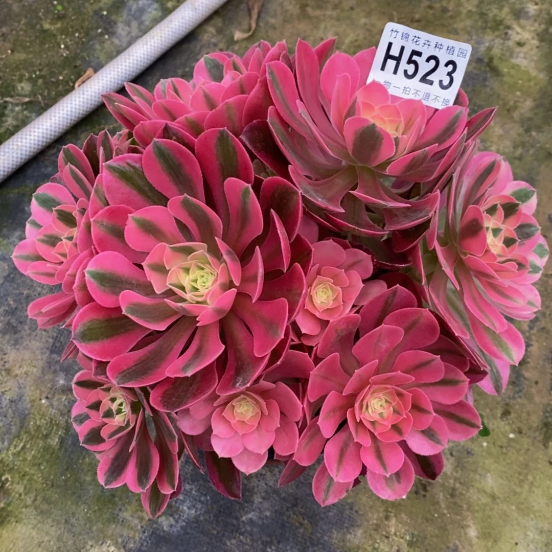 全部花朵523女巫嫩桩小棵