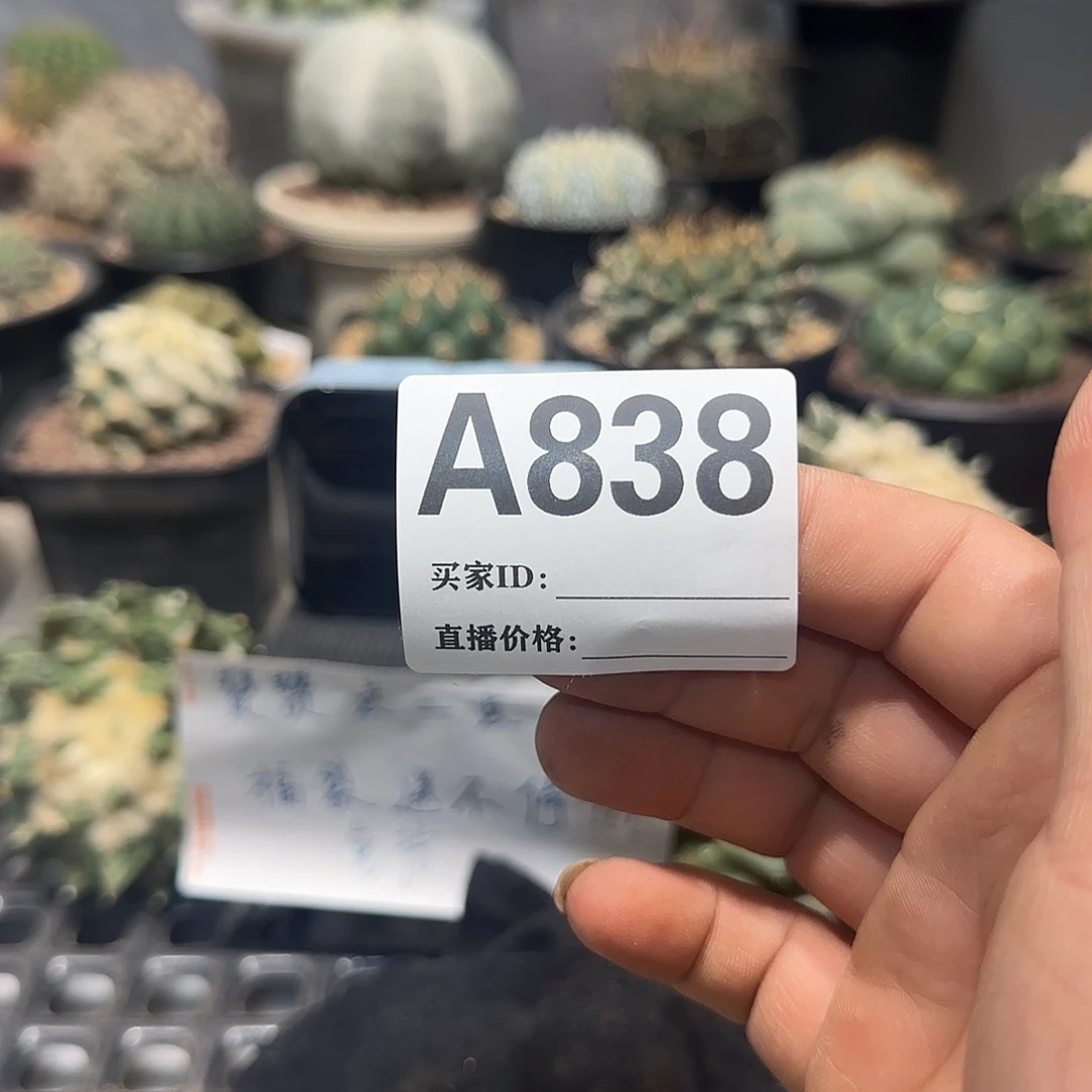 贺***r实生仙人球特价一颗
