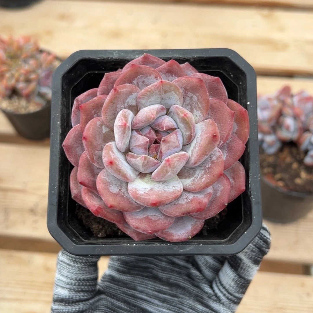 玛***治单头哈哈哈哈哈哈