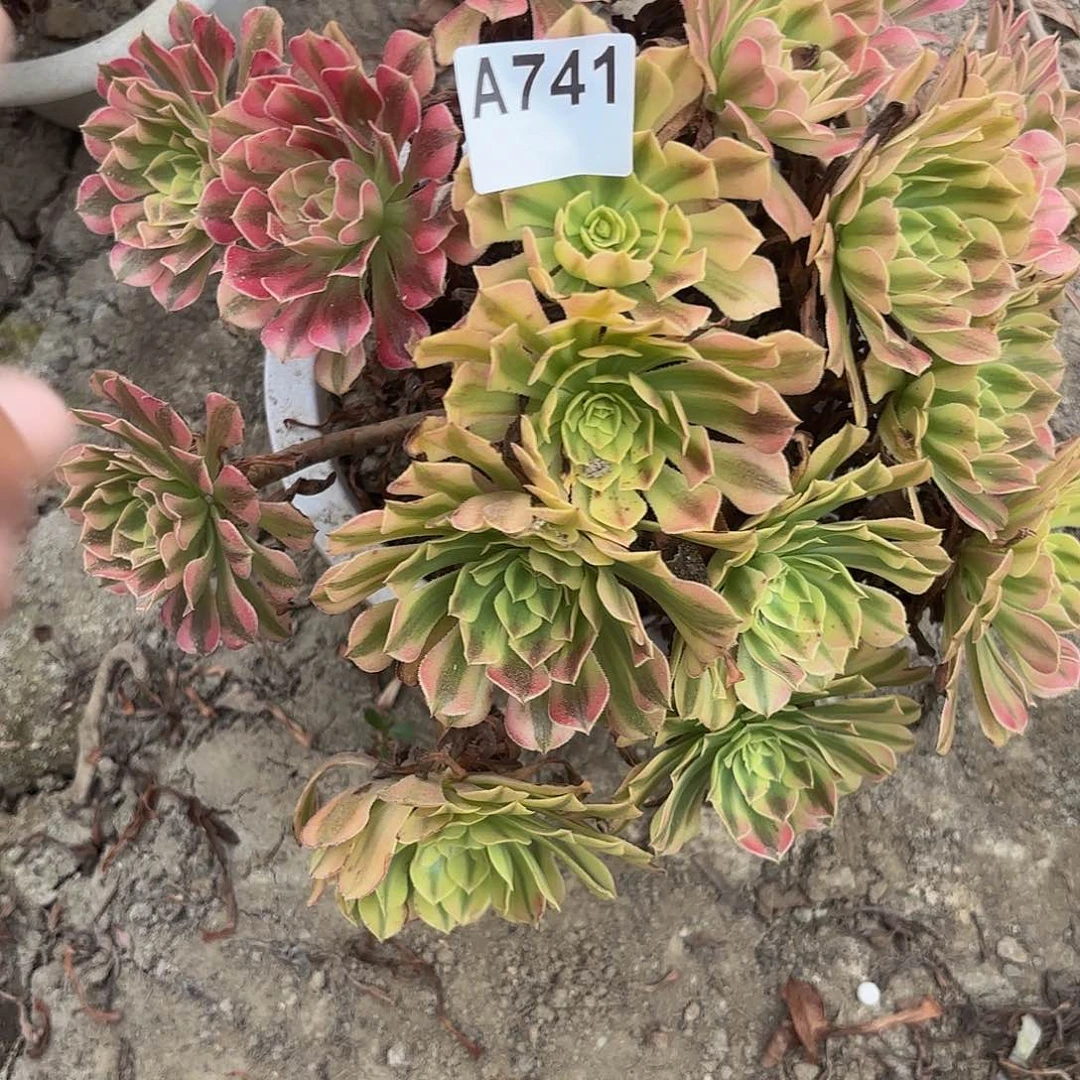 祝融5-6偏远不包邮