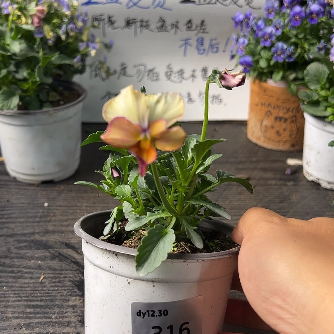 当前无花朵，栽培后可花朵316号