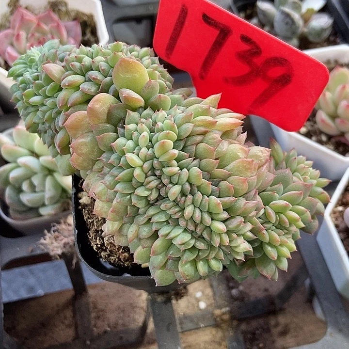 多肉植物冰魄缀1739