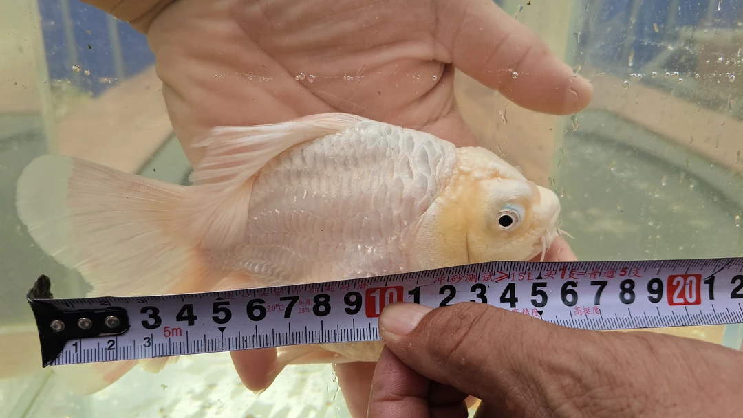 13-15公分球体蝴蝶鲤淡水冷水观赏鱼好养耐活自来水可养