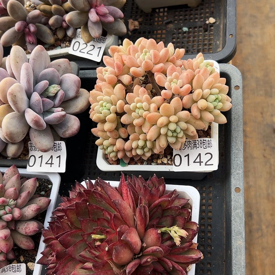 朱***慧多肉一物一拍植物0142