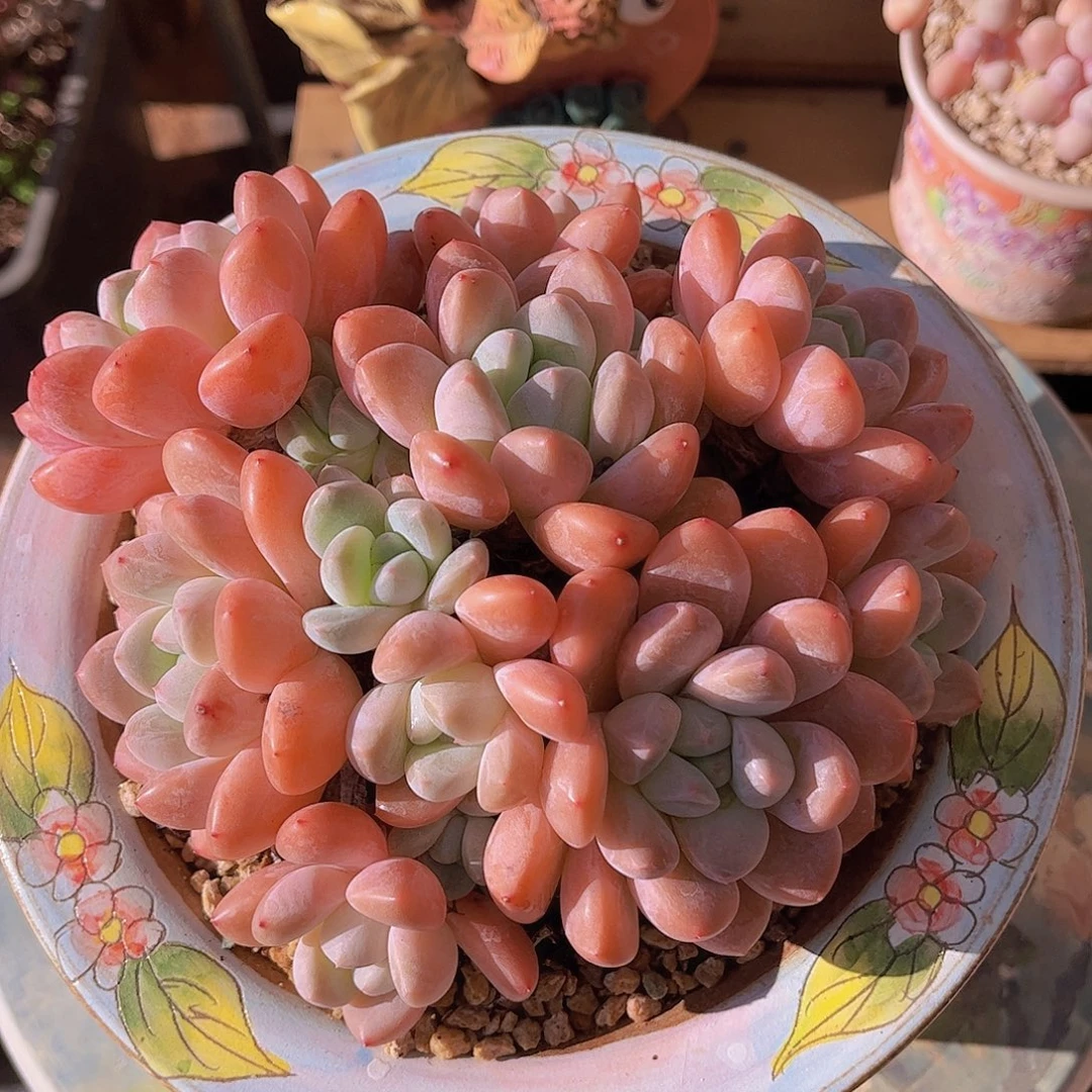 韩版香玉老桩多肉