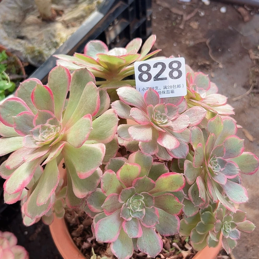 老桩粉花妖828多肉植物drzw