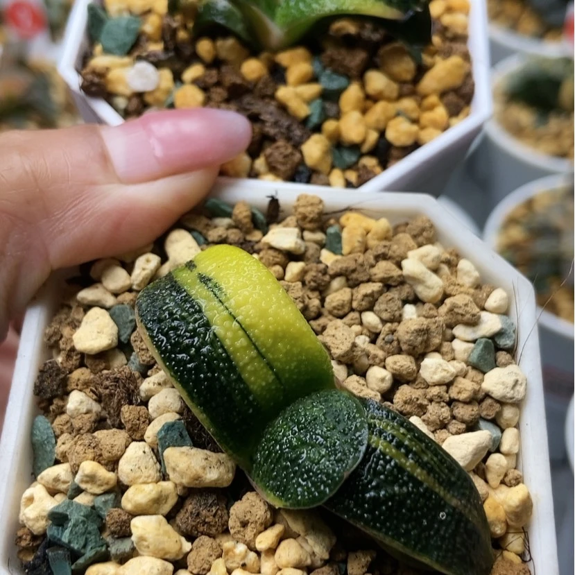 【闪购商品】海*卧牛锦二个47