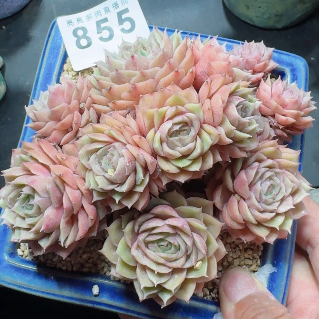 小叶昂斯洛      愿你一路坦途，乘风破浪展宏图