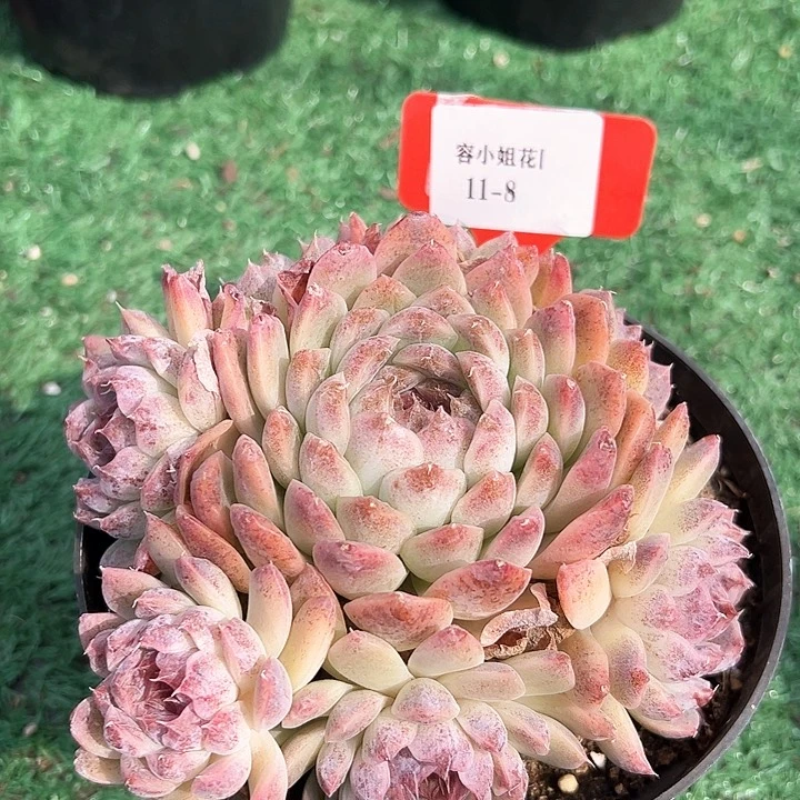 11.8水晶带盆一个多肉