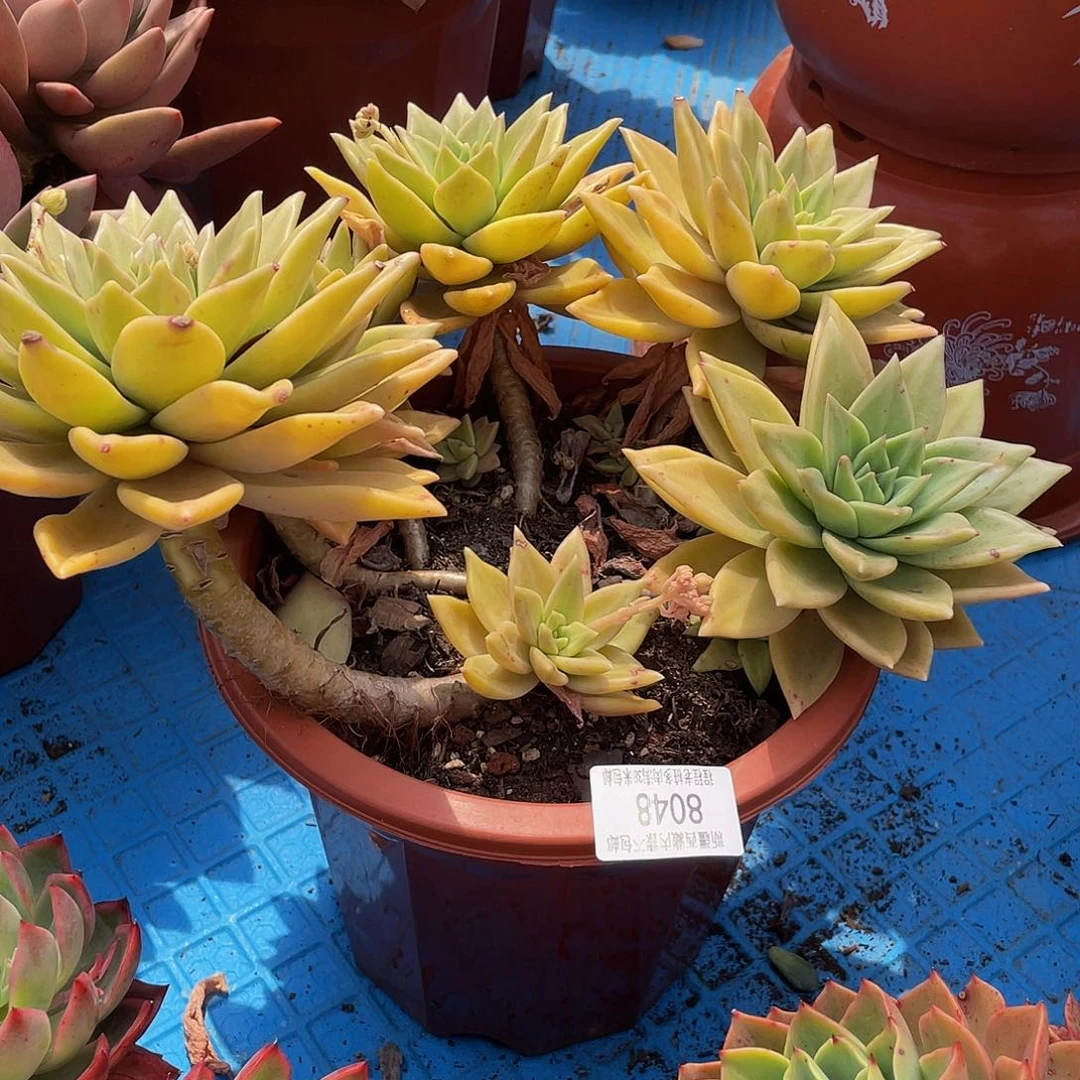 S**莉表丽娜8048多肉