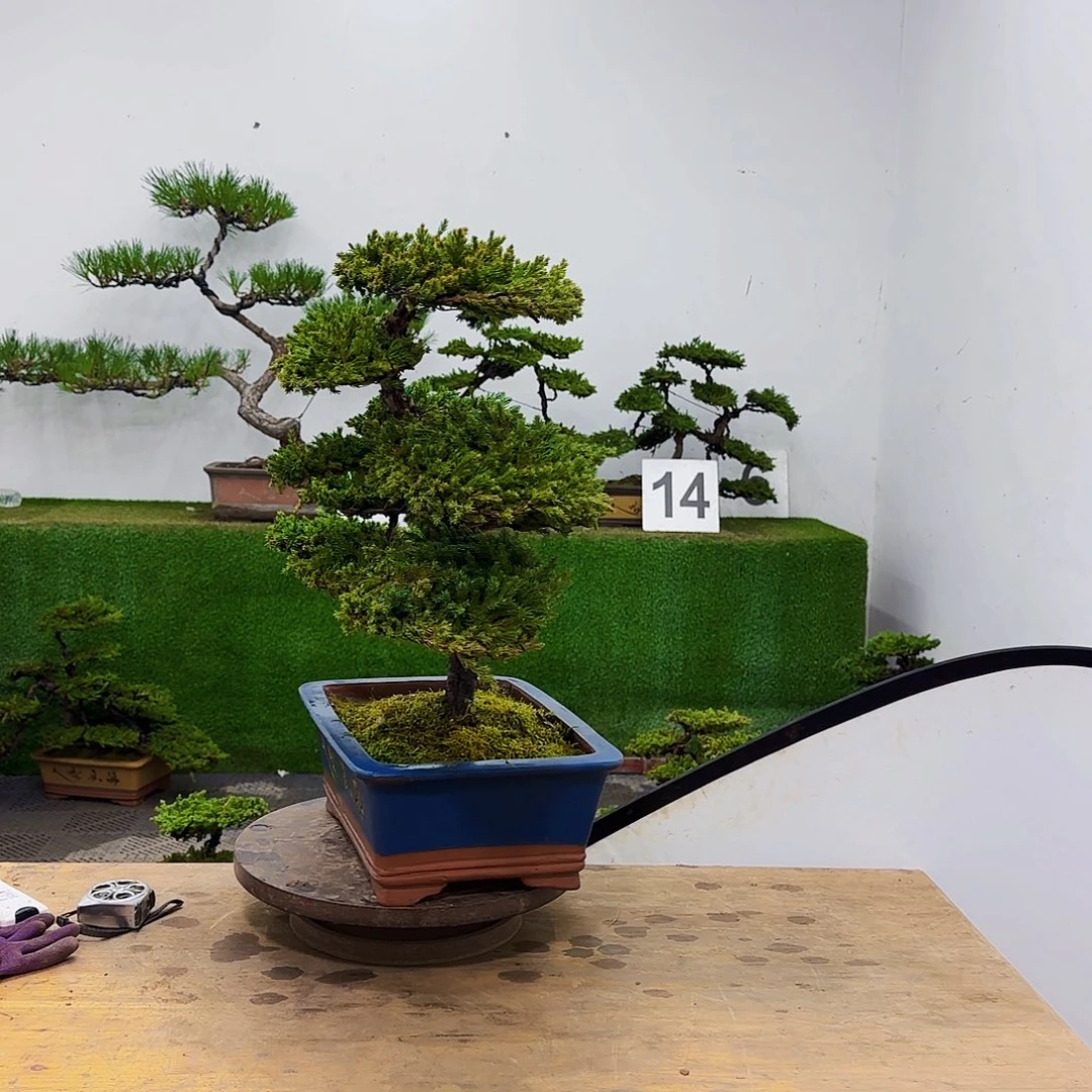 翠*园盆景盆景盆景盆景