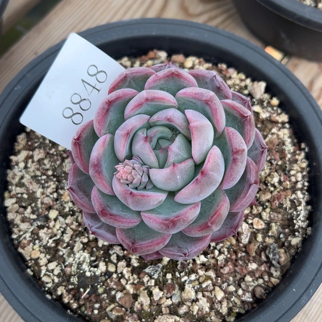 郭**°8848多肉多多多多多多