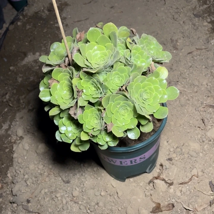 绿柠檬多肉植物98