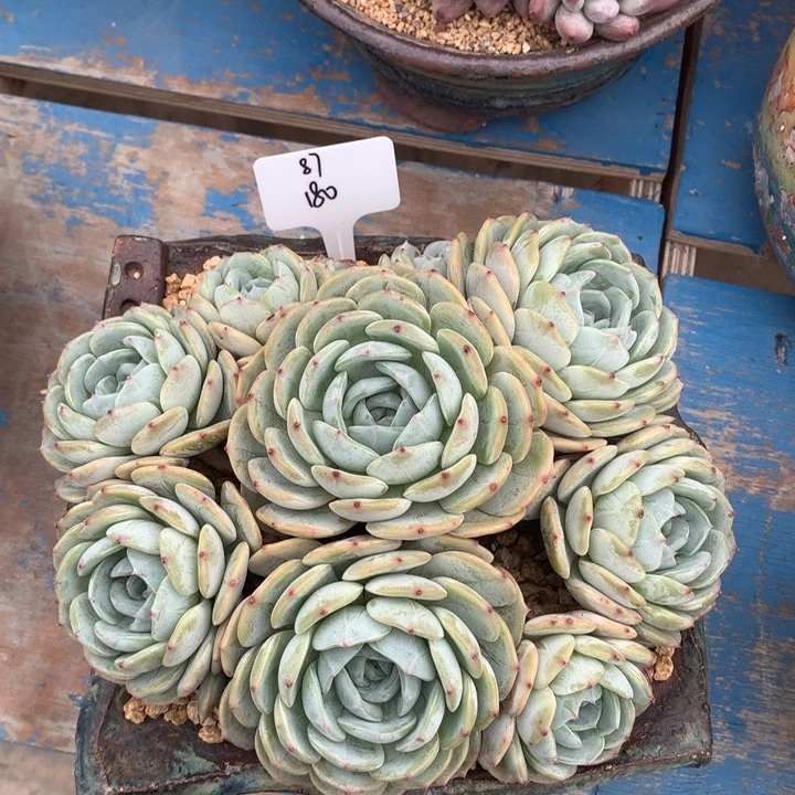 劳林超大群朵朵寄养