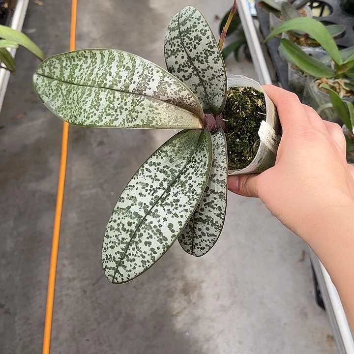 当前无花栽培后可以开花509交501西3.0寸带剑