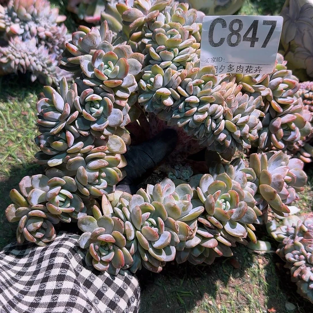 闹***绪星影朵朵呀呀呀呀