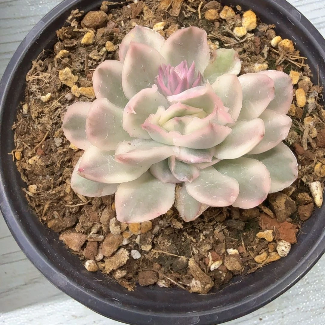 余**?紫蝴蝶锦多肉锦多肉