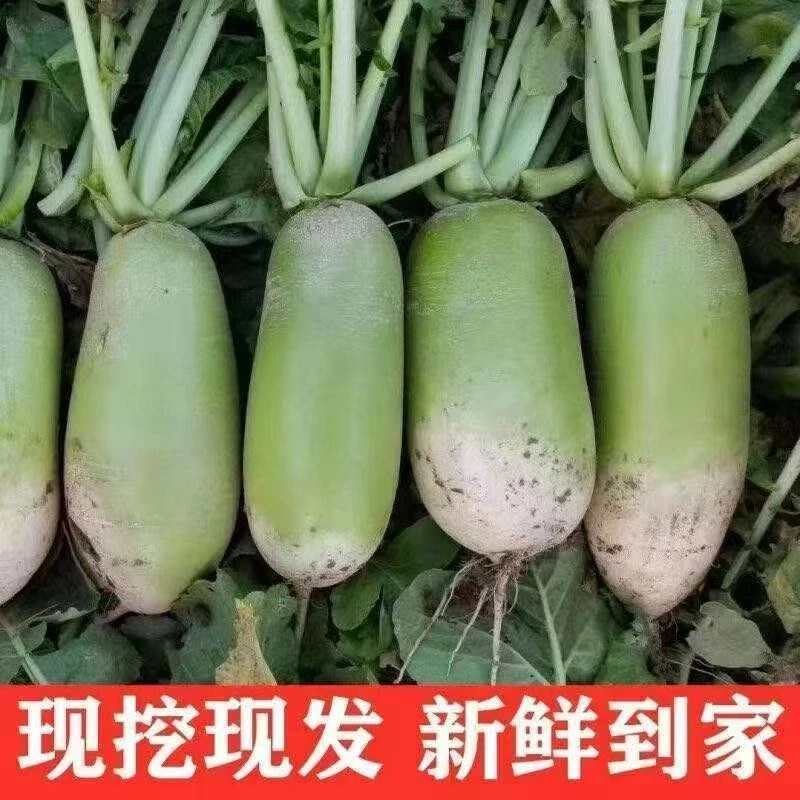 【到手9-10斤】山西新鲜现挖青皮萝卜农家自种时令蔬菜大小混发lf