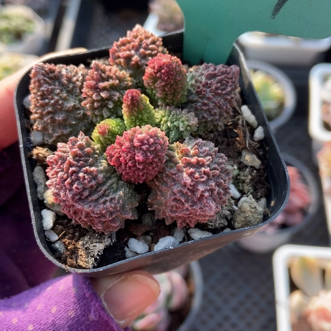 1537朱子玉水泡多肉植物