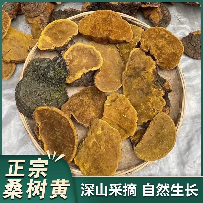 【助农】正宗高原桑树黄灵芝 桑王 桑树菌菇 自然生长年份高
