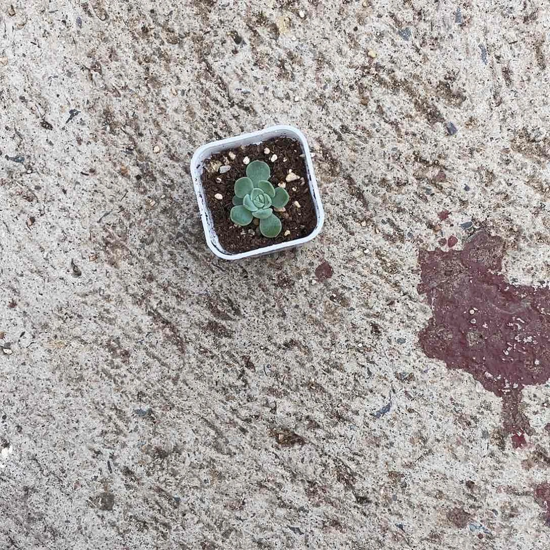 闪灵叶子带出笌一个