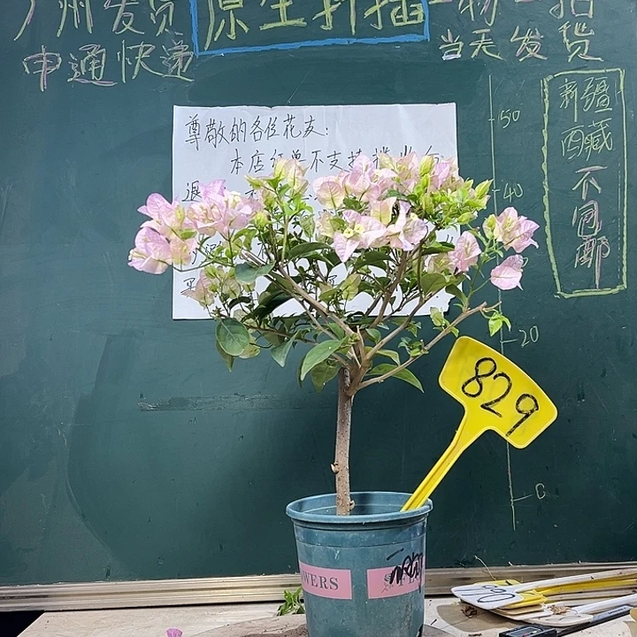 当前无花栽培后可以开花绿叶丽娜829